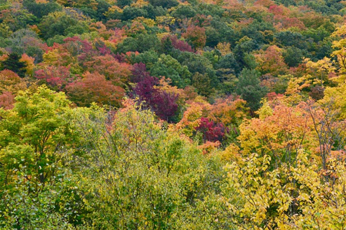 VT Foliage