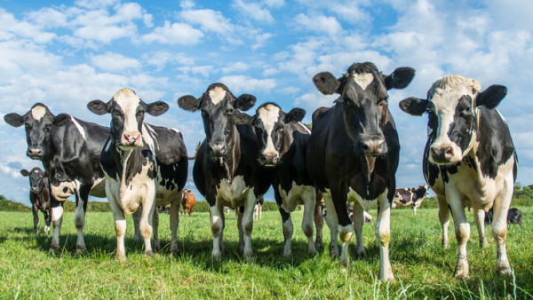Cows in a field with a blue sky