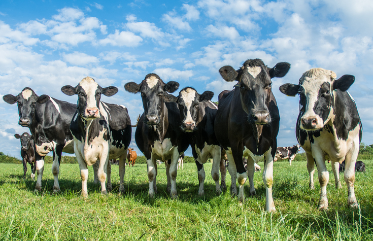 Cows in a field with a blue sky